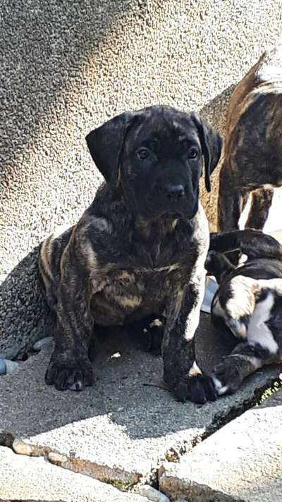 COFFE BAD DOGZ CANARIO