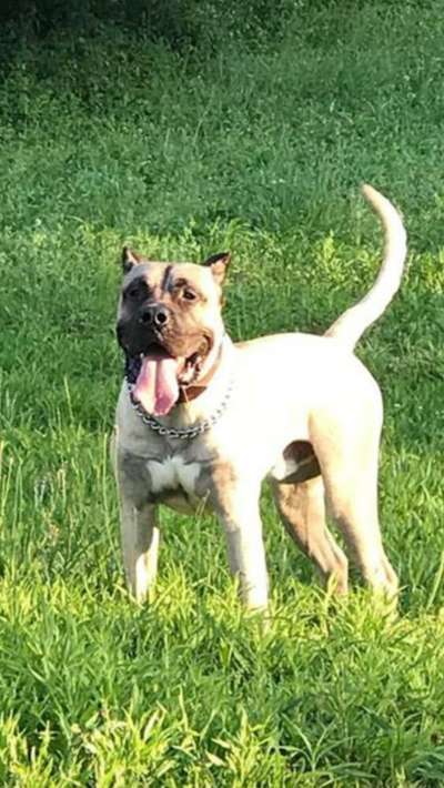 D&C IRONBRED KOBA