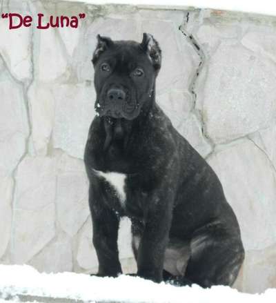 DIAMANTE RAYAS DE LUNA