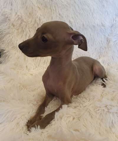 Sundoxie Jessica Alba