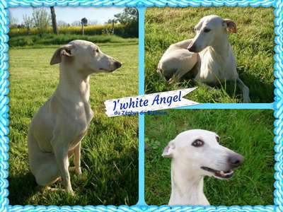 I'White Angel Du Zéphyr De Bizance