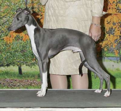 Peachwoods Wyatt Windancer