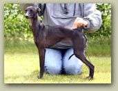 Ellesmere Feresia-For-Fulltraeffen