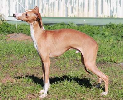 Tunamara Major Impact