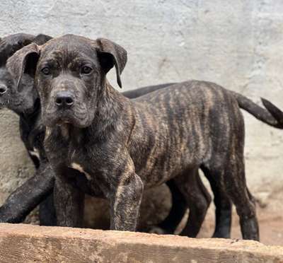 DON DE KING ZULU