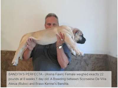 BRAVO KENNEL’S BANDITA’S PERFECTA
