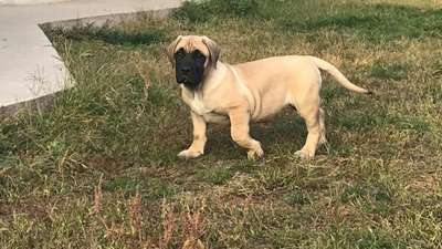 ZOLA DE VIKING GUARD KENNEL