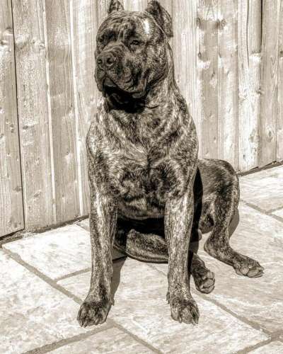 KIMBO IMPERIO DE PRESA