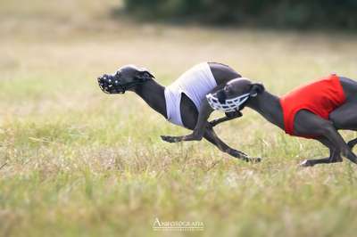 Cyrenne'Sperides De Salkin Aidan