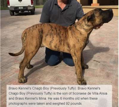 BRAVO KENNEL’S CHAGO BOY