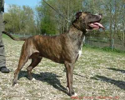 EICKO BAVARIAN PRESA