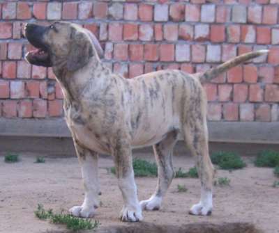SUNDANCEDOGS BESSIE