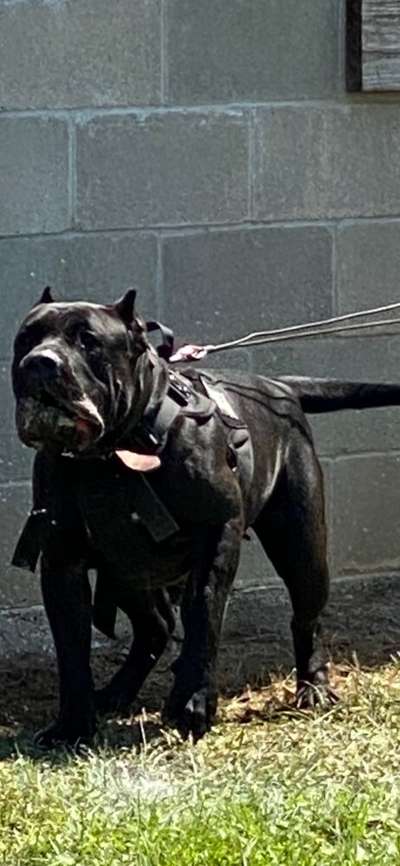 PITTMANS XENA DE PRESA