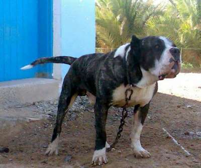 GUANCHE DE PANCHO