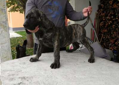 NATI DE SPALATO BULL