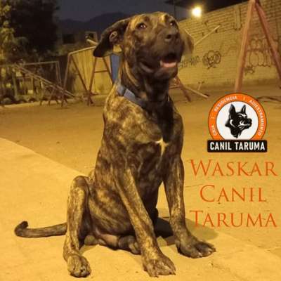 WASKAR CANIL TARUMA