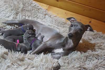 Ornela Feritte Bugsy