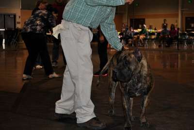 BRAVO KENNEL'S FUEGA