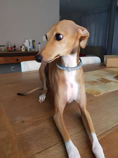 Tiberius Niklaus Do BR Reino