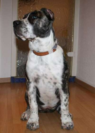 LHASA DE PHOENIX BULL