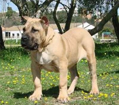 TITAN DE GUADALCAN