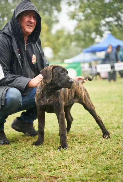 NUESTROS GRANDES PERROS ADELINE