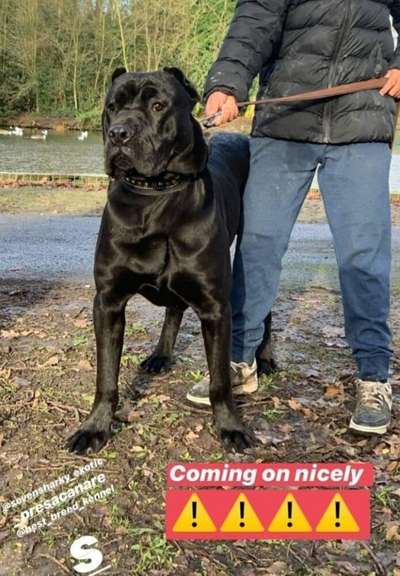 BOYKA OF SEVEN SHARKY DINASTY KENNEL
