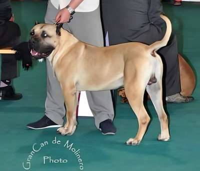 CONTE DOGO DEL DRACULA
