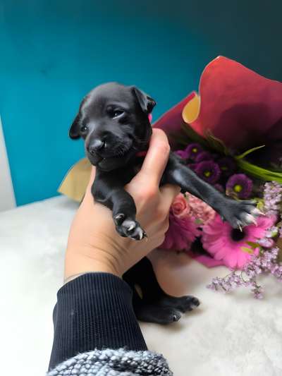 Four Paws Place Bonaca Bellina