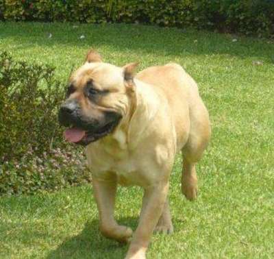 CHETO DE RANCHO BRAVO (TITO)