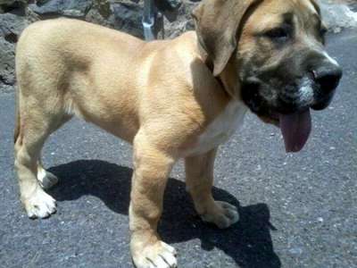 KIKERE DE PERRO DE LA TIERRA