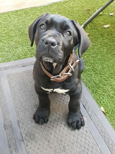 DINAMITA DE GLADIATOR CANARIO KENNEL