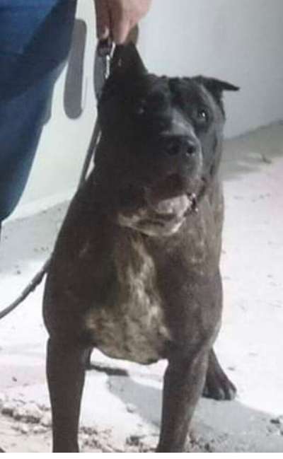 PUKA DE KING ZULU