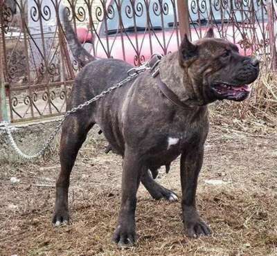 KAPA BULLSARA DEL PEMBA