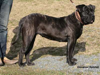 QUIARA DE BARNACAN BULL