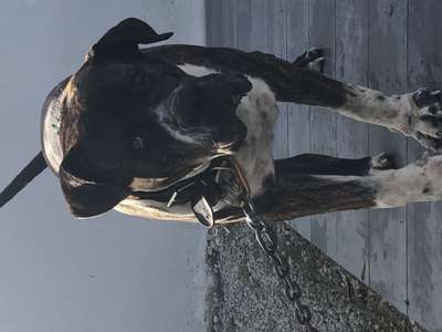 CURRO DE IRON BULL