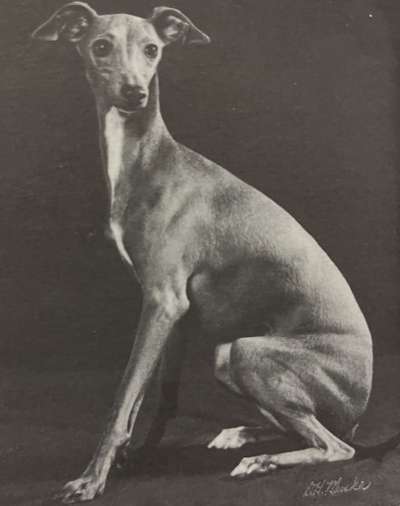 Hilane's Lilly Cavalla