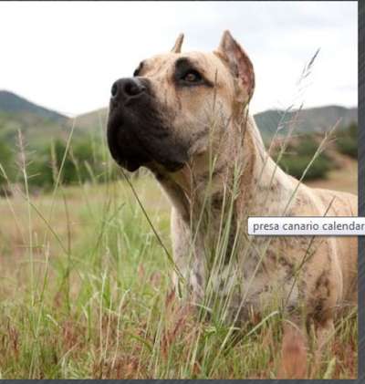 TANK DE CANARIAN BULL