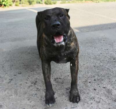 NARA CHAJLLA PERRO DE PRESA