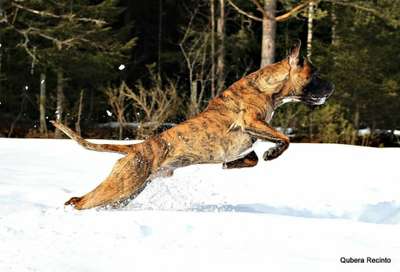 GARM DE CANARIO'S EL TORO