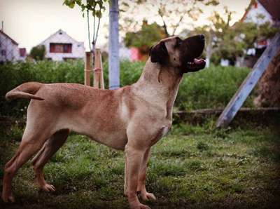 ZIKA DE SPALATO BULL