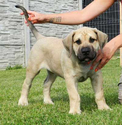 ZAX FUERTO CANARIO