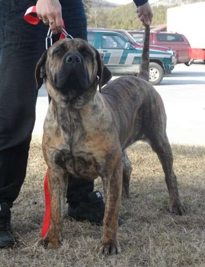 DIAMANTE RAYAS CALVINA