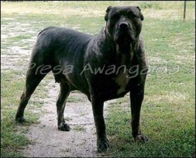 INDIA DE PRESA AWANGARDA