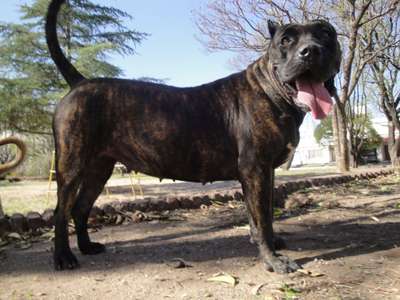 GINA DE RANCHO BRAVO