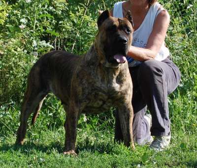 PUMA BALUARTE DE LOS PERROS