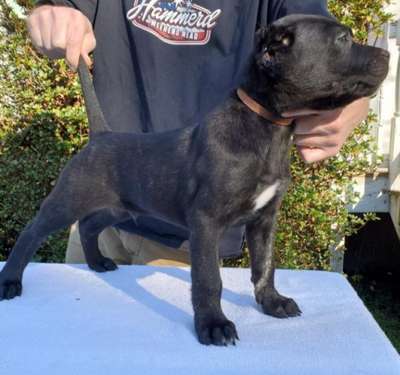 MONACAN'S APACHE