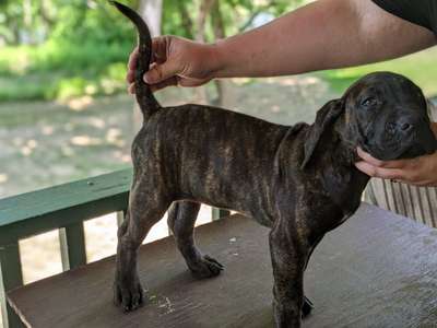 ATILLA DE AMERICAN BRED
