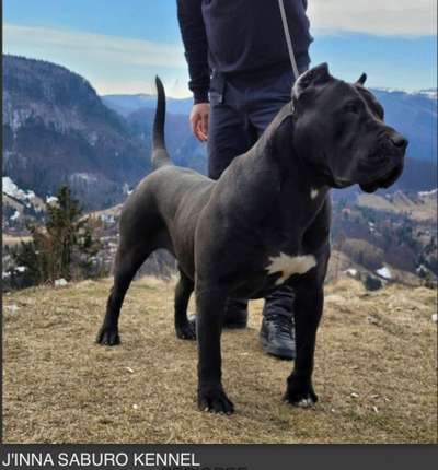 J’INNA SABURO KENNELS