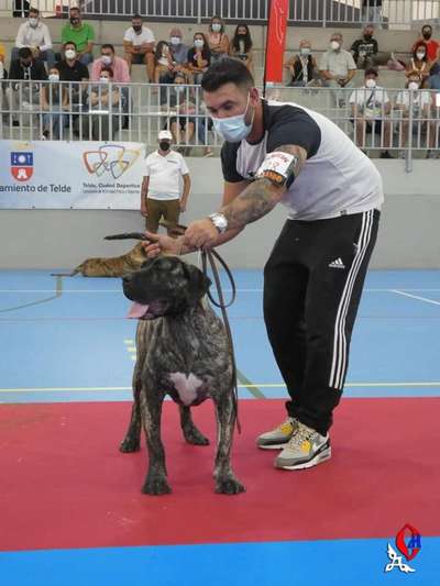 IFARA CANARIKENNEL